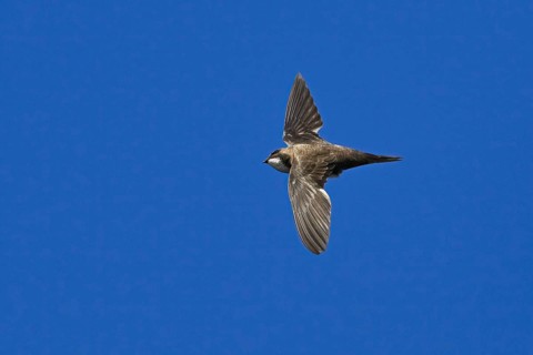 Alpine swift