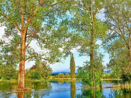 Poplars