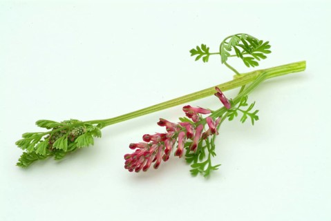 Medicinal plant Common fumitory