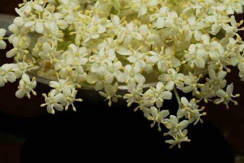 Black elder
