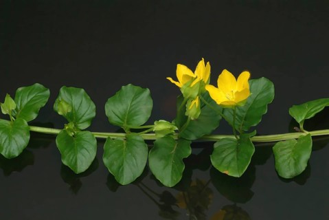 Creeping jenny