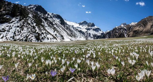 Meadow full of white and purple crocuses