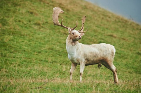 Damhirsch