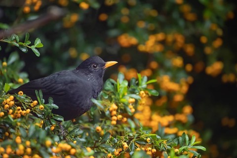 European blackbird