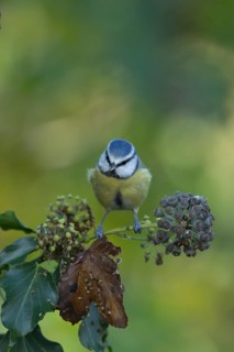 Blue tit