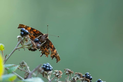 Comma