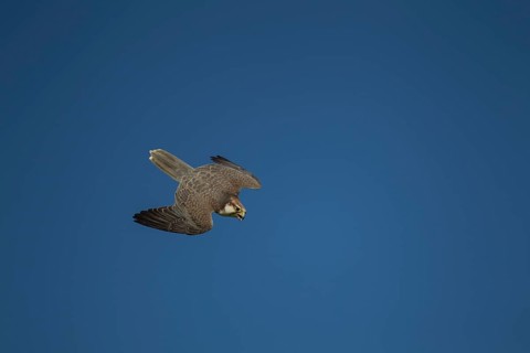 Lanner falcon