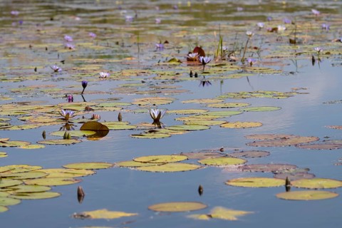 Water lilies