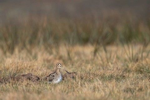 Common Snipe