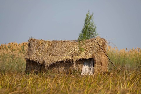 Fishing family's hut in the reeds