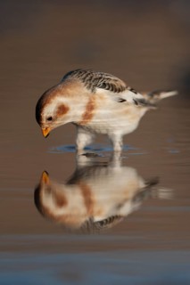 Snow bunting
