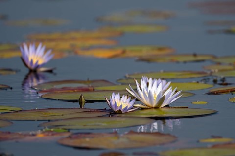 Water lilies