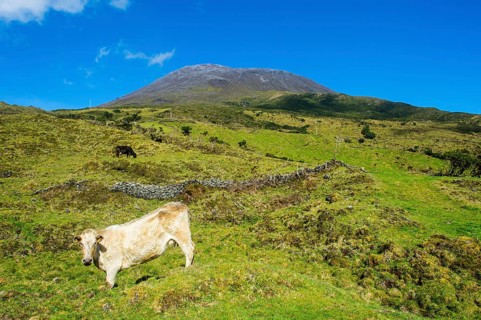 Cow grazing before Ponta do Pico highest mountain of Portugal