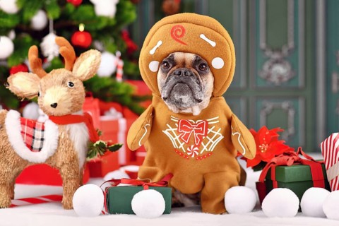 Funny French Bulldog wearing gingerbread Christmas costume with arms surrounded by festive decoration