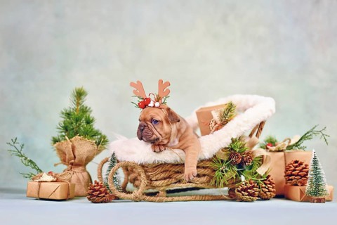Cute French Bulldog dog puppy in Christmas sleigh carriage surrounded by seasonal decoration