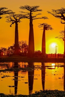 Backlight of the Avenue de Baobabs at sunset near Morondavia
