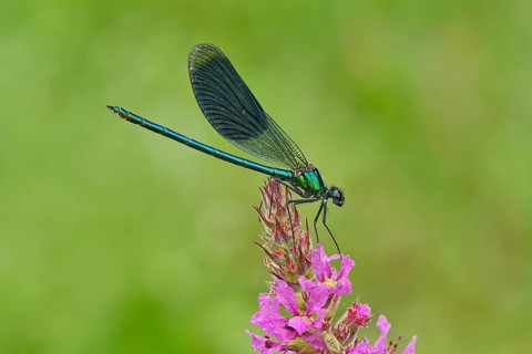 Banded demoiselle