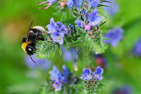 Early bumblebee