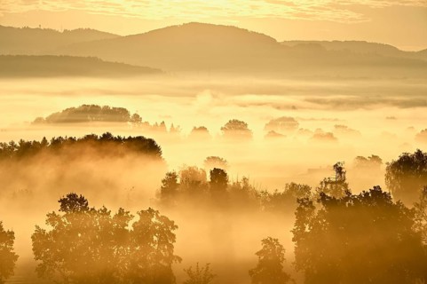 Meadows and trees in the early morning mist