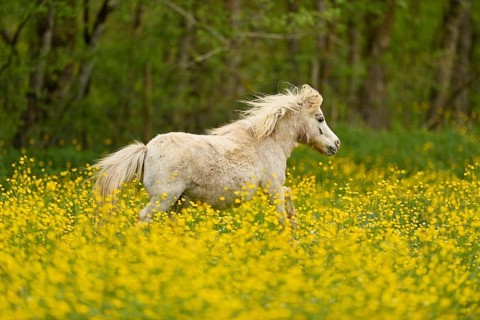 Icelandic horse