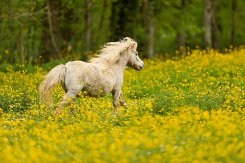 Icelandic horse