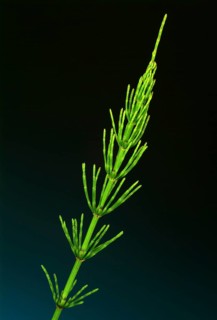 Field horsetail
