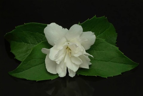 True common jasmine
