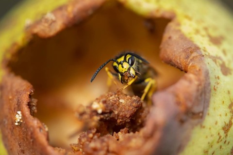 Common wasp