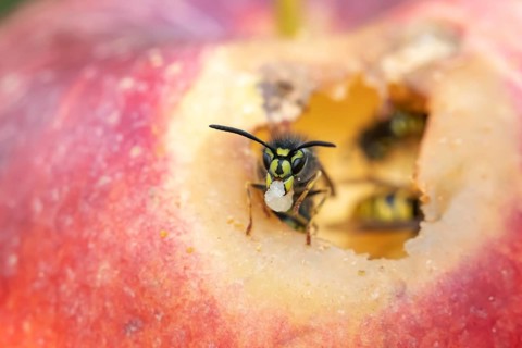 Common wasp