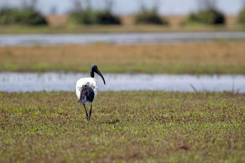 African sacred ibis
