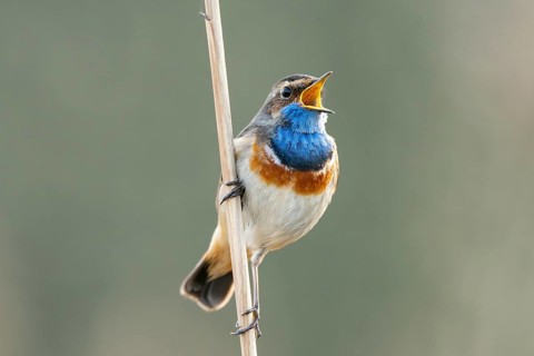 Mating bluethroat