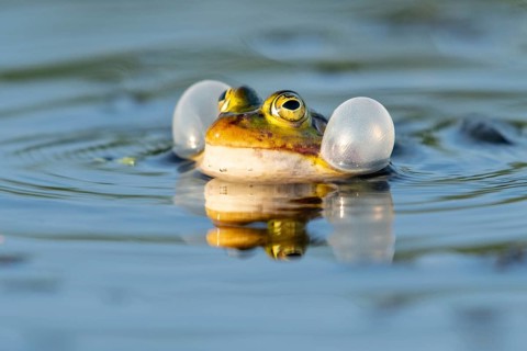 Green frog