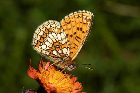 Valerian fritillary