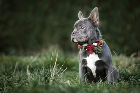 Beautiful young blue French Bulldog dog wearing seasonal Christmas collar with red bow tie on blurry green background