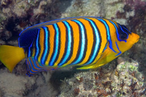 Royal angelfish