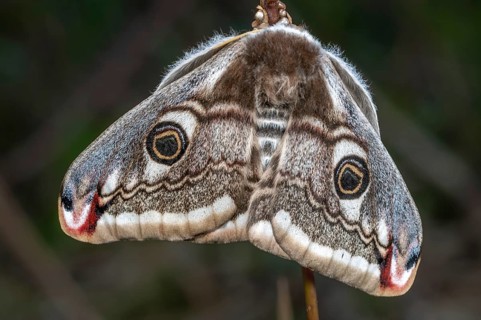Female small emperor moth