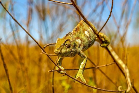 Panther chameleon