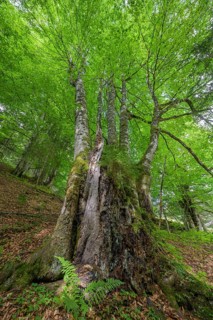 Five-beech with heavily weathered trunk