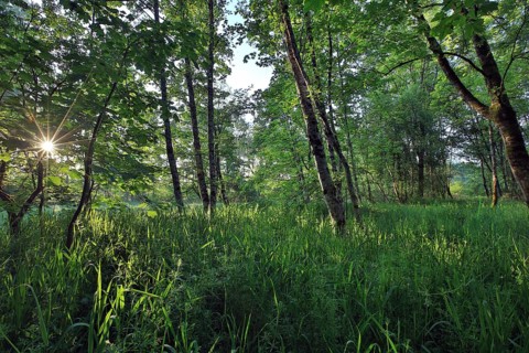 Alluvial forest in May at sunrise
