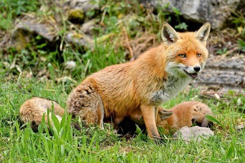 A red fox