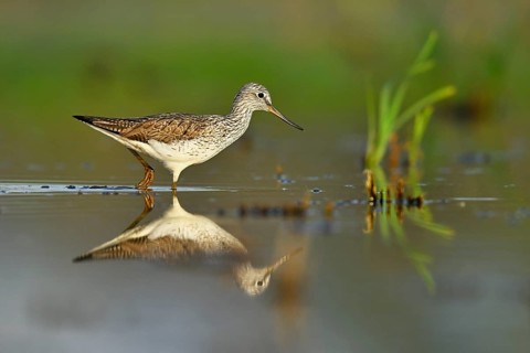 Common greenshank