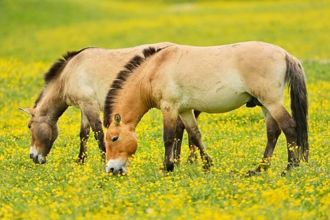 Two przewalski's horse