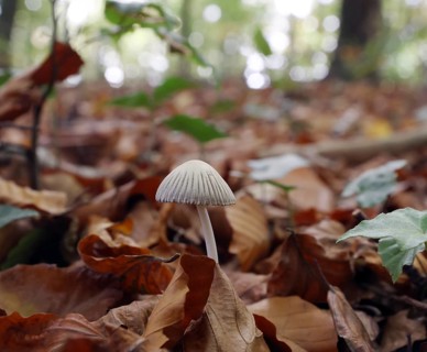 Small mushroom protruding from the carpet of leaves in a deciduous forest