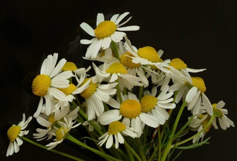 Medicinal plant Chamomile