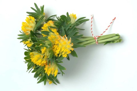 Common kidney vetch