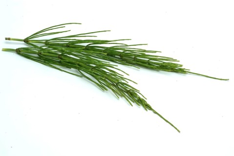Field horsetail