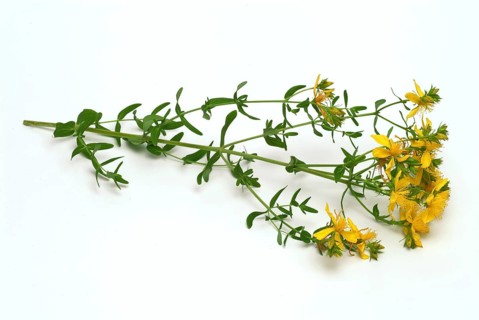 Medicinal plant St. John's wort