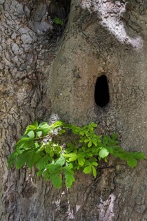 Natural cavity in trunk of horse-chestnut