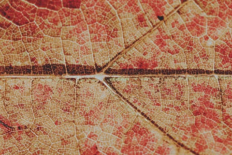 Close-up of the leaf veins and vascular bundles of a deciduous leaf