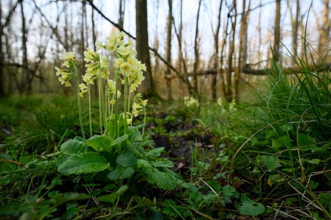 True oxlip